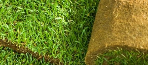 Close view of lawn turf