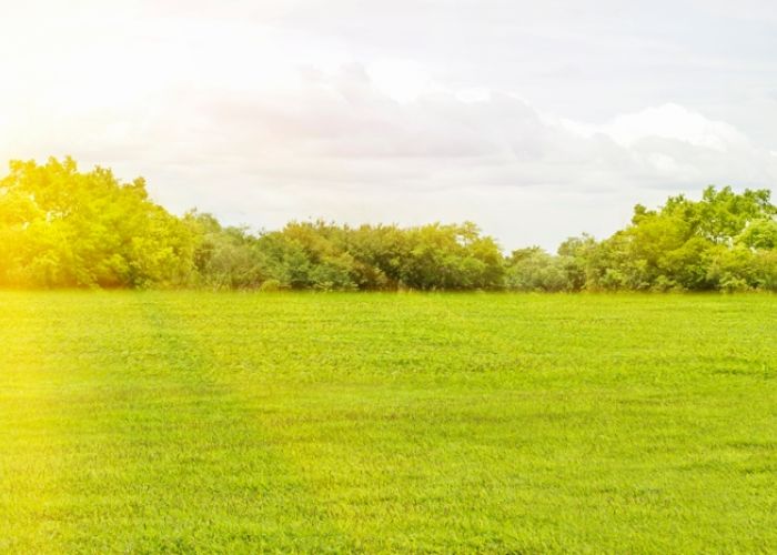 Freshly laid garden lawn