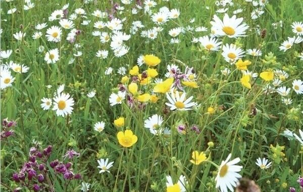 Wildflower & Sedum