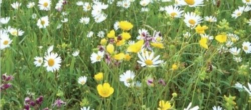 Flowering wildflower turf