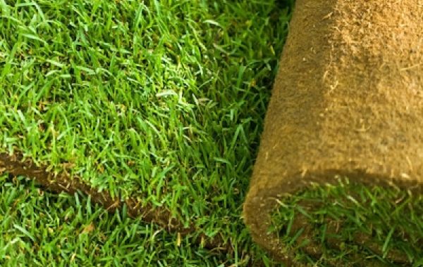 Lawn Master