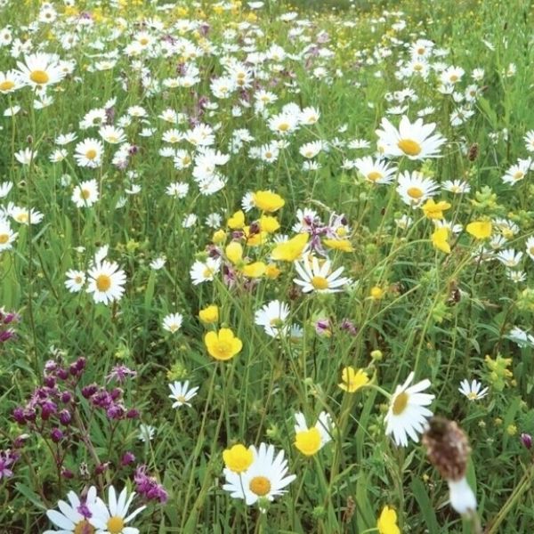 Traditional Wildflower Turf